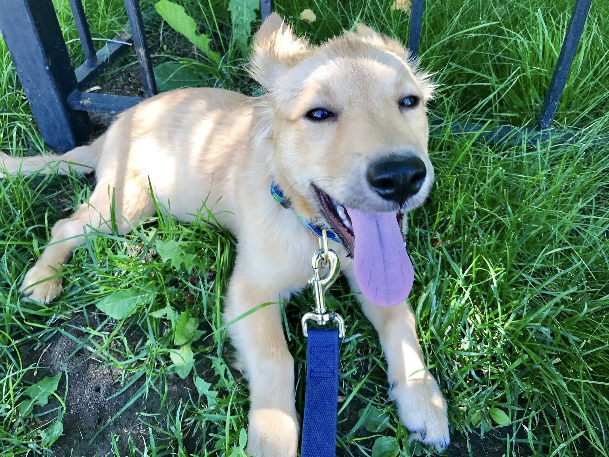 To The Rescue: The Inspiration Behind Back From Barkin’