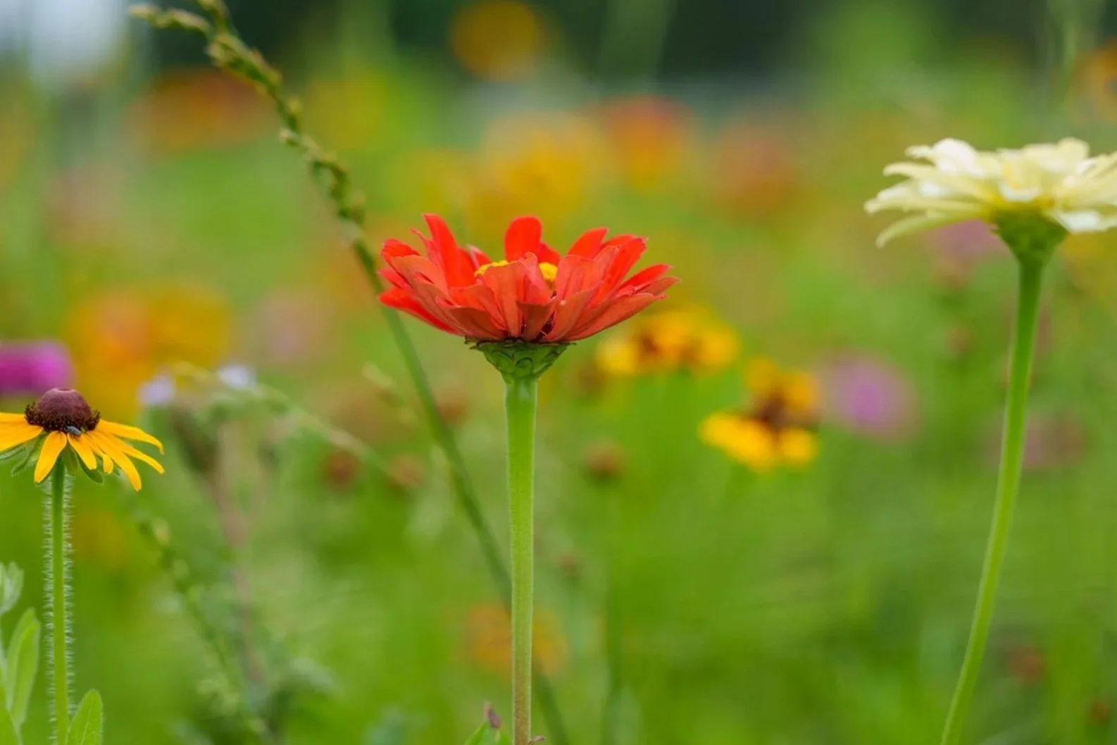 Wildflowers of the Albemarle