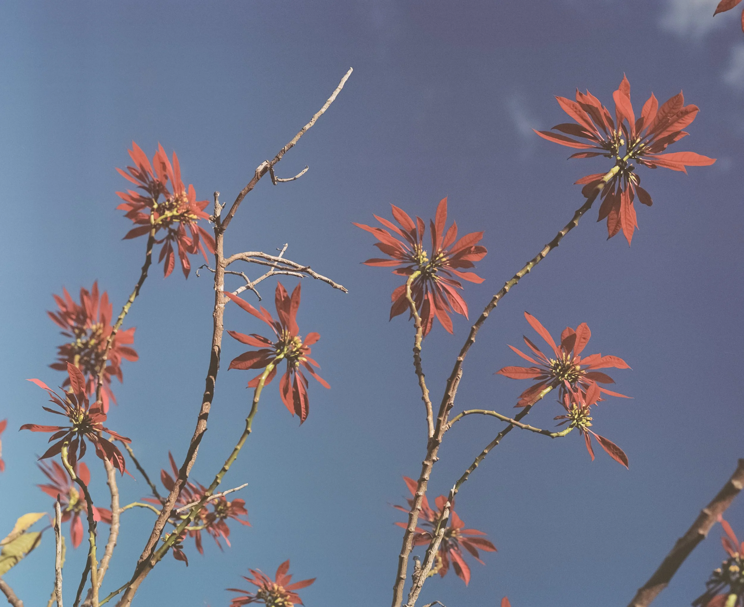 0005_5 12.12.35 pm 12.12.35 pm.jpg