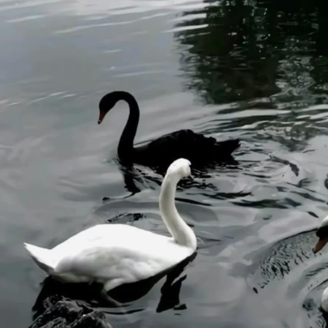 Adult Ballet Workshop