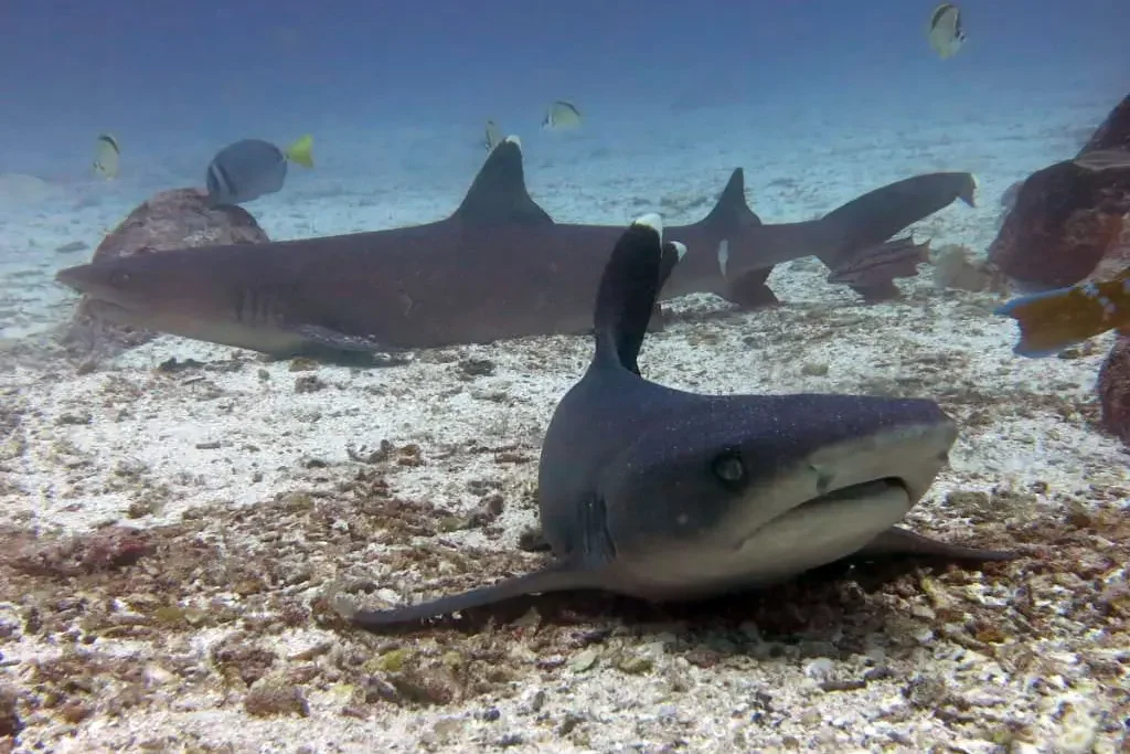 Underwater scene with a small shark resting on the sandy ocean floor surrounded by various fish.