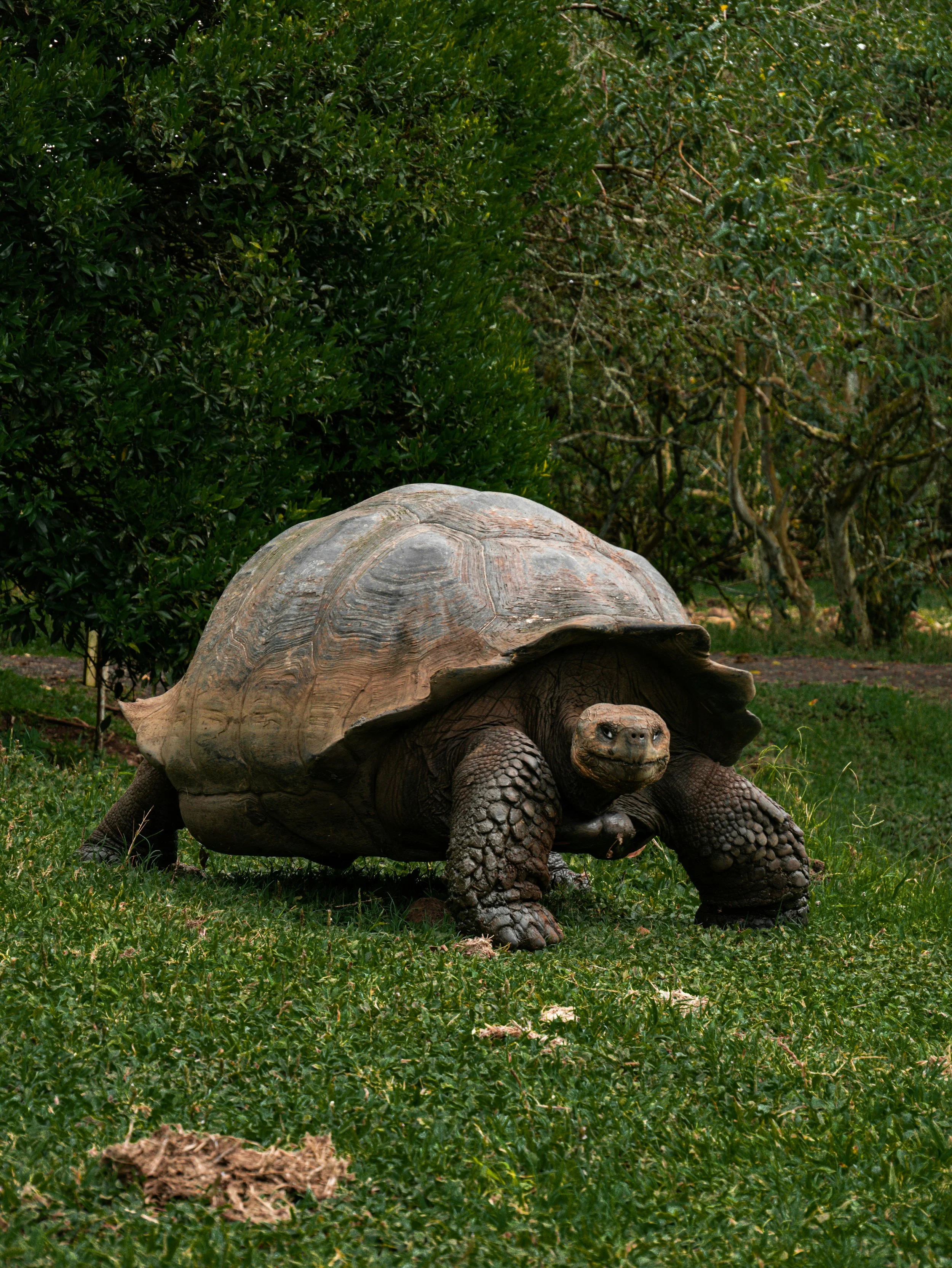 A large tortoise with a thick, domed shell and sturdy limbs walking on green grass in a natural setting with trees and bushes in the background.