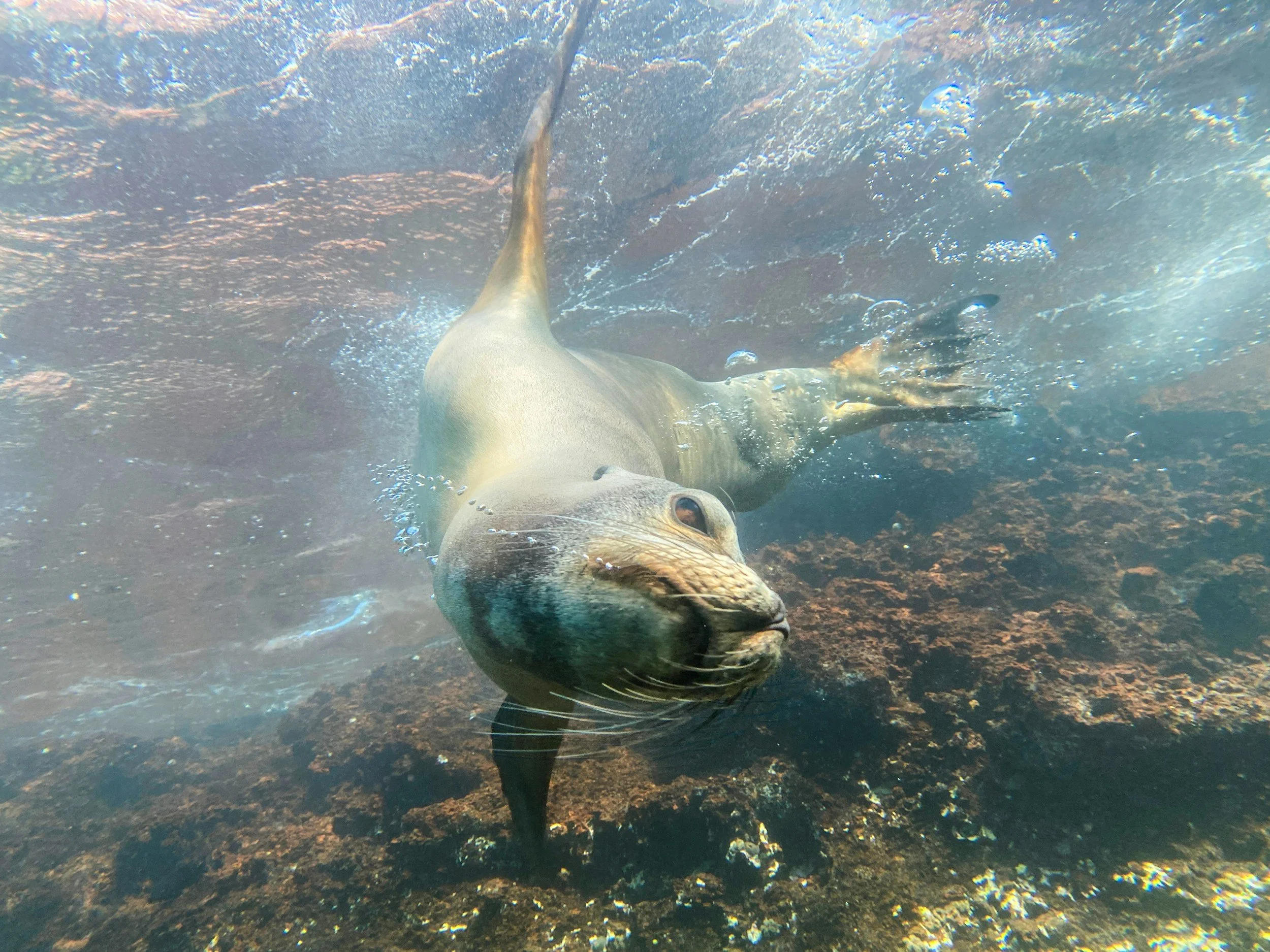 A sea lion swimming underwater in Santa Fe Island