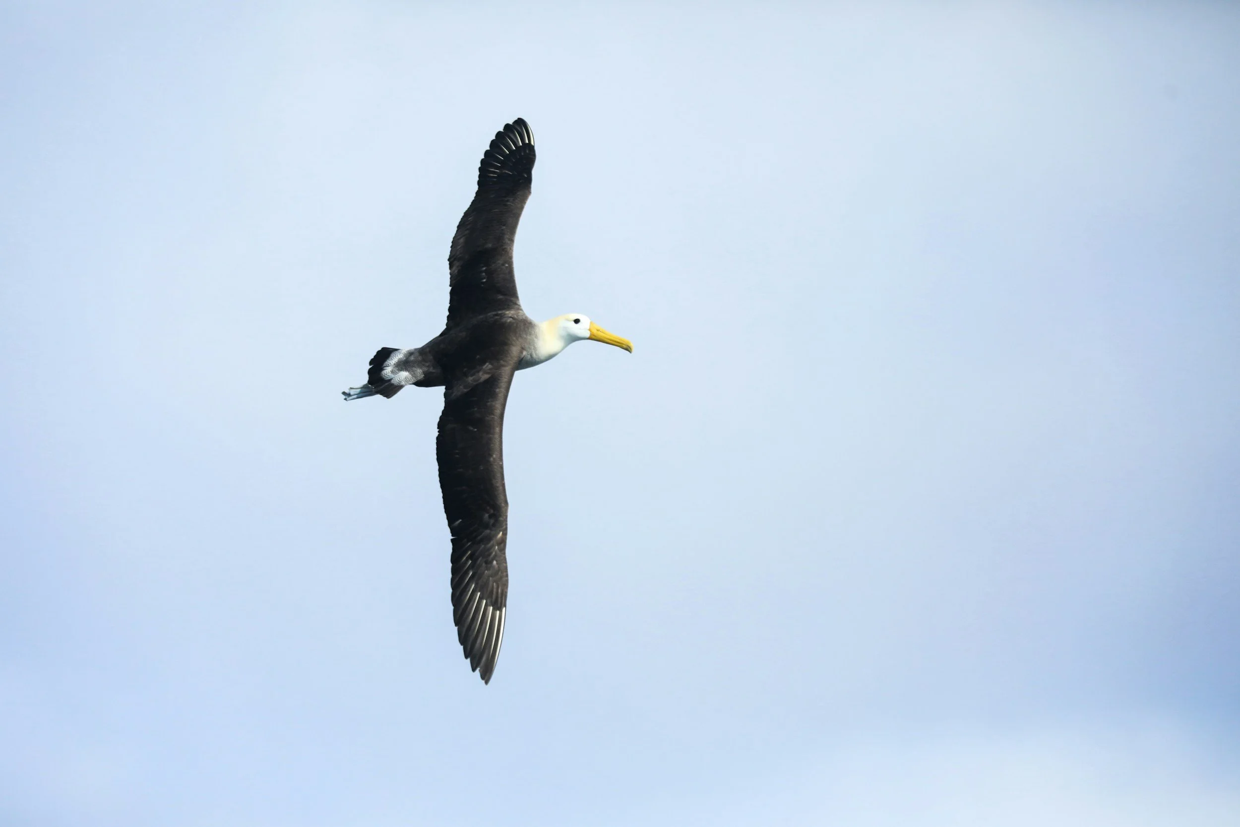 An albatros from Espanola Island, Galapagos