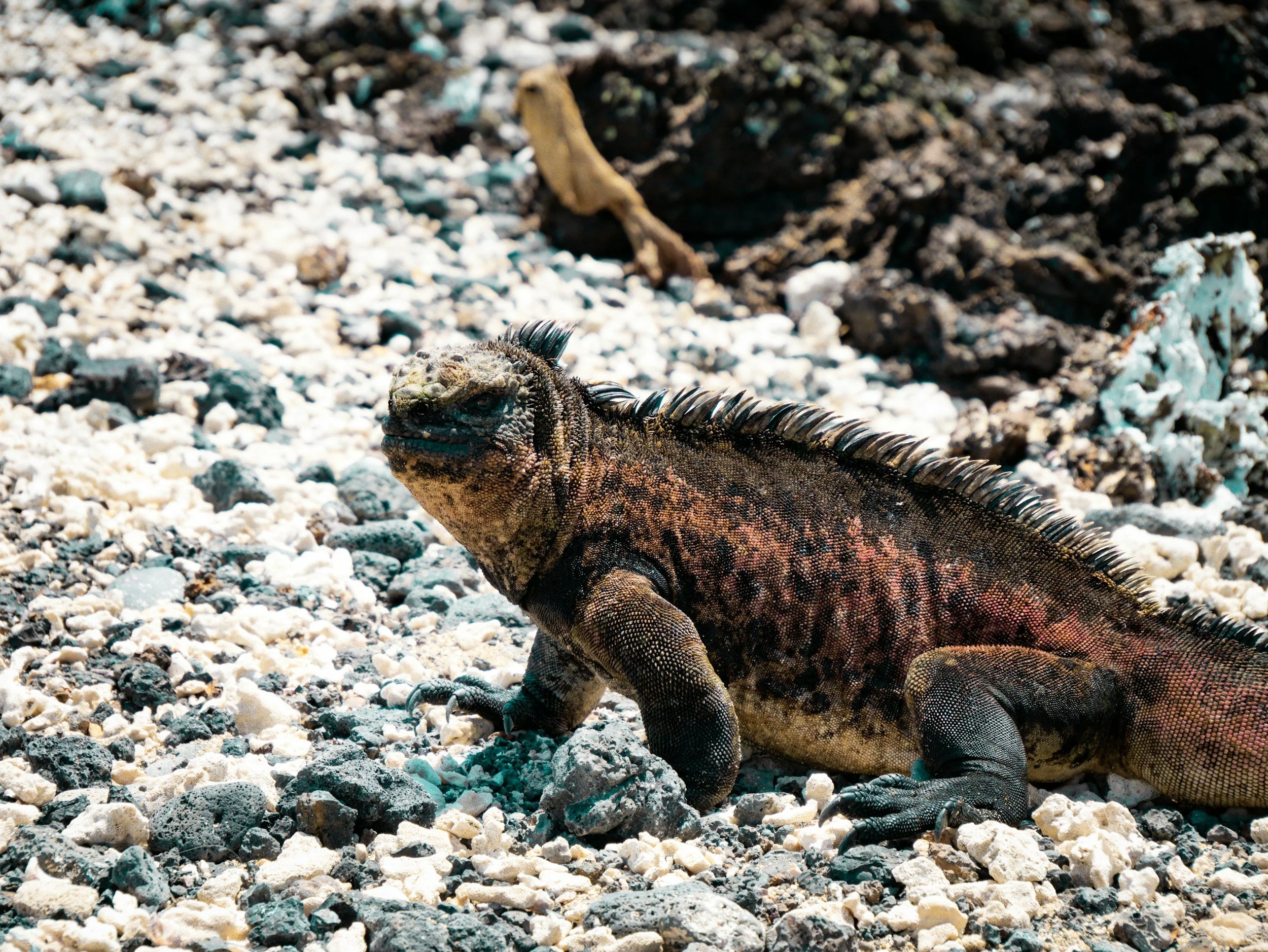 A colored lava iguana from Española Island