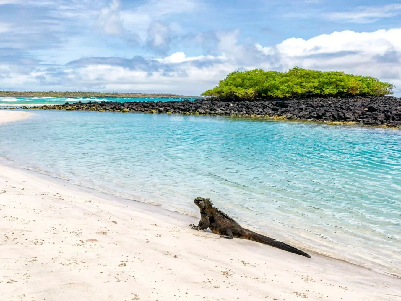 A marine iguana in Tortuga Bay, Galapagos