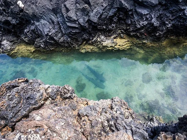 Tintoreras sharks in Isabela Island