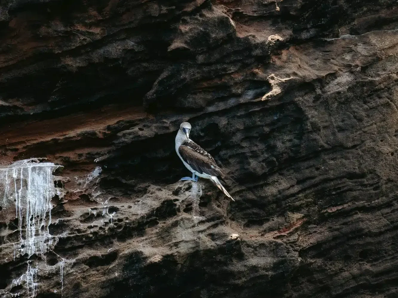 blue-footed-booby-360-tour-san-cristobal-galapagos-3.jpg.webp