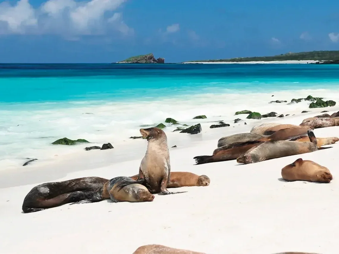 NewWeb-HB-islas-Espan%CC%83ola-gardner-bay-Gallery-sea-lion-colony.webp