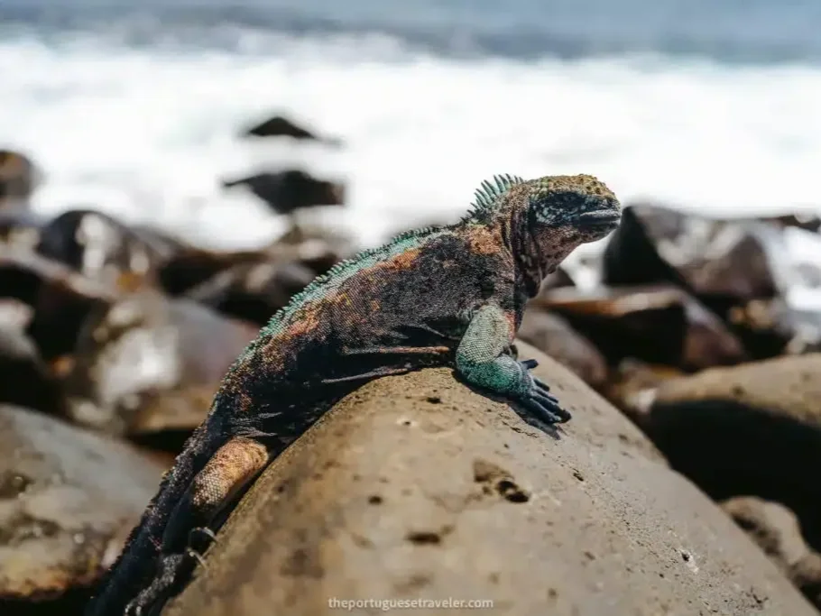 pink-green-iguana-espanola-island-galapagos-8-1024x683.jpg.webp