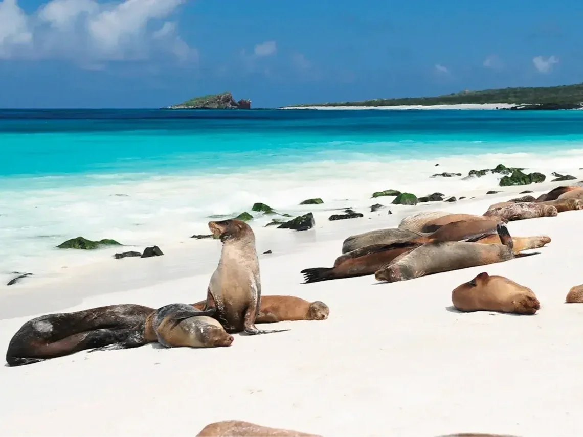 NewWeb-HB-islas-Espan%CC%83ola-gardner-bay-Gallery-sea-lion-colony.webp