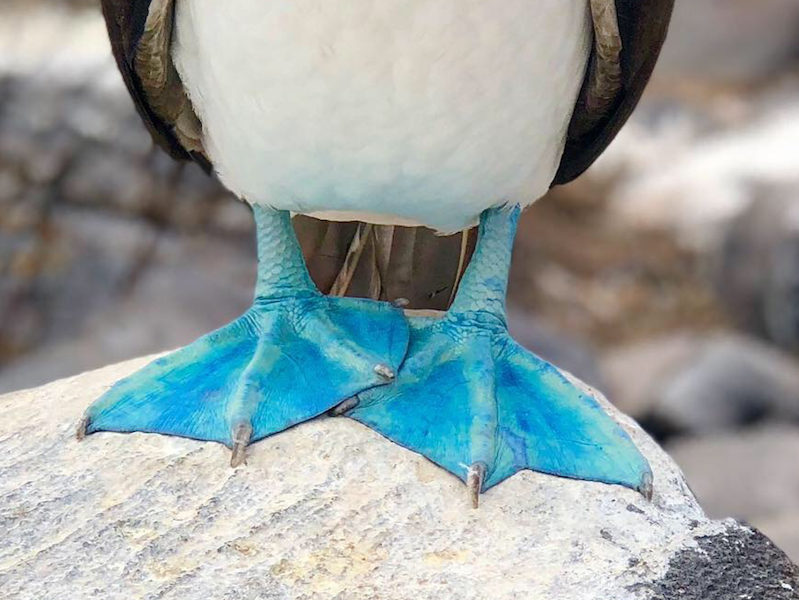 punta_putt_blue_footed_boobie_slideshow.png