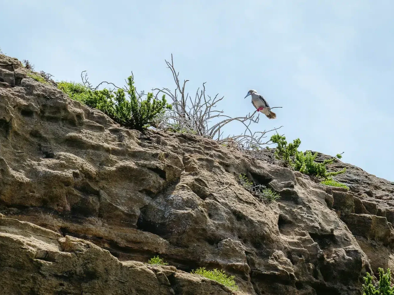 red-footed-booby-360-tour-san-cristobal-galapagos-2.jpg.webp