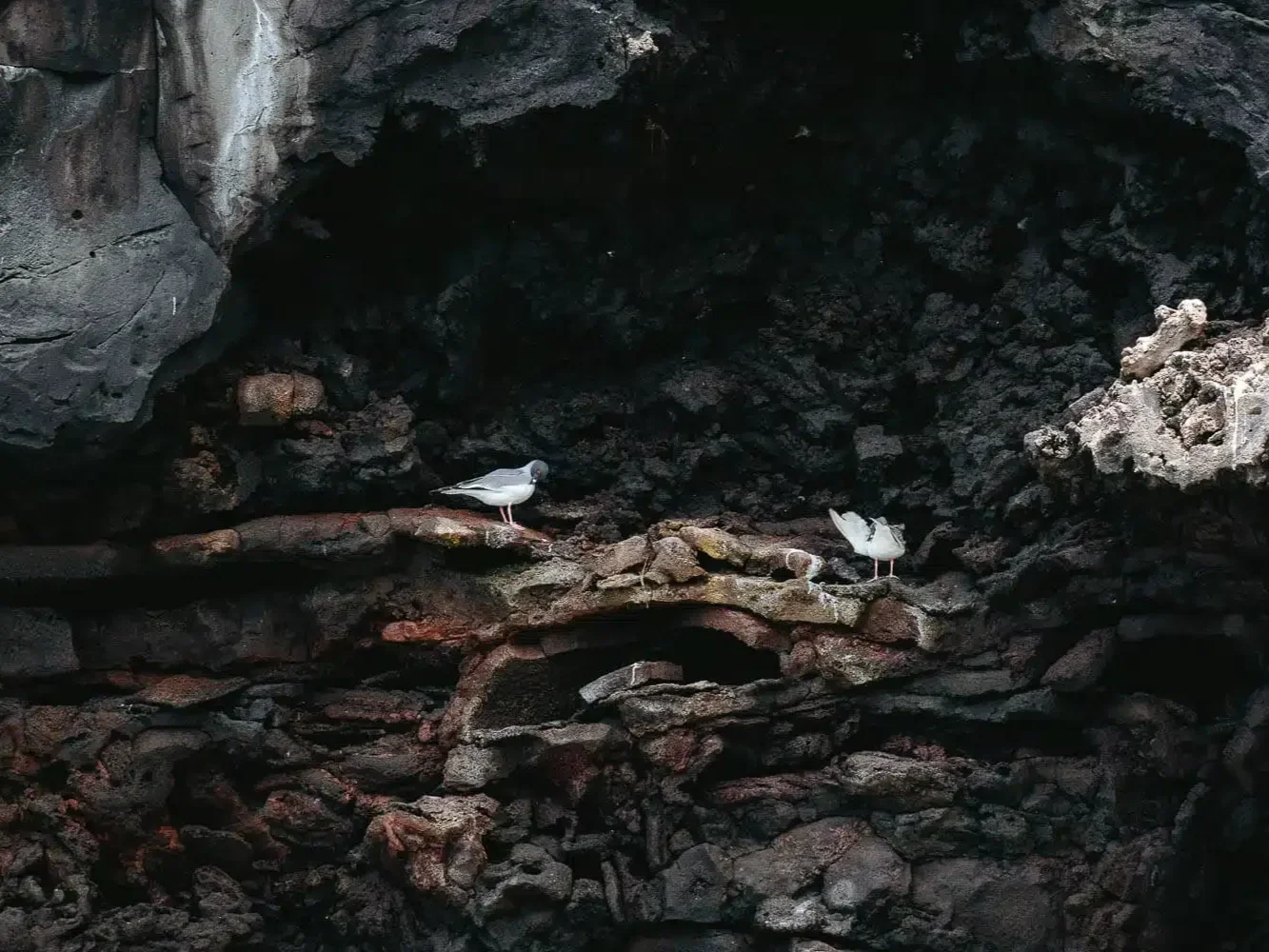 swallow-tailed-gull-360-tour-san-cristobal-galapagos-1.jpg.webp