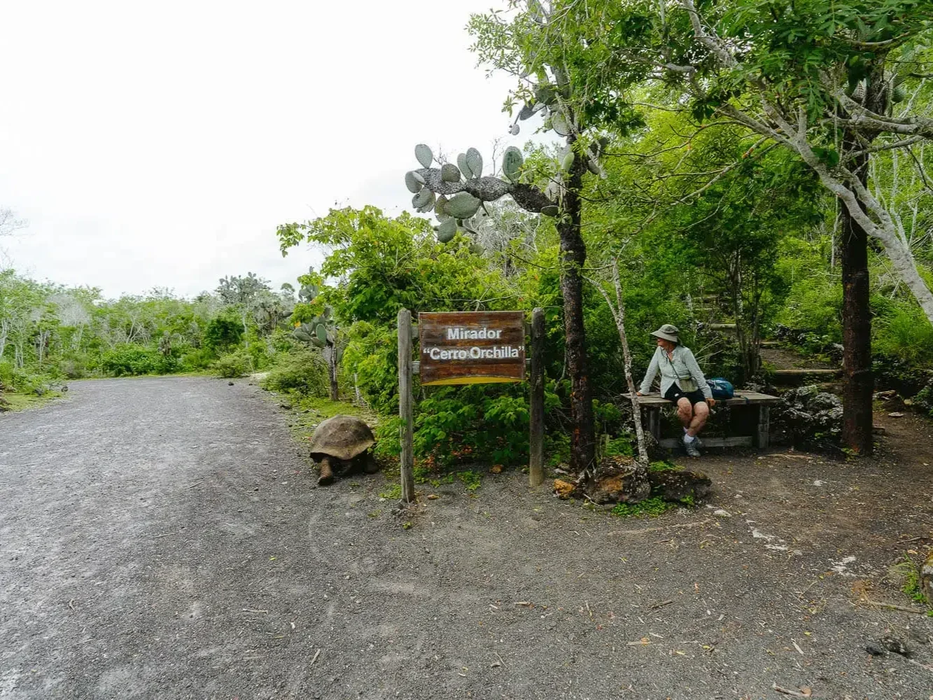 cerro-orchilla-viewpoint-wall-of-tears-isla-isabela-galapagos-1.jpg.webp