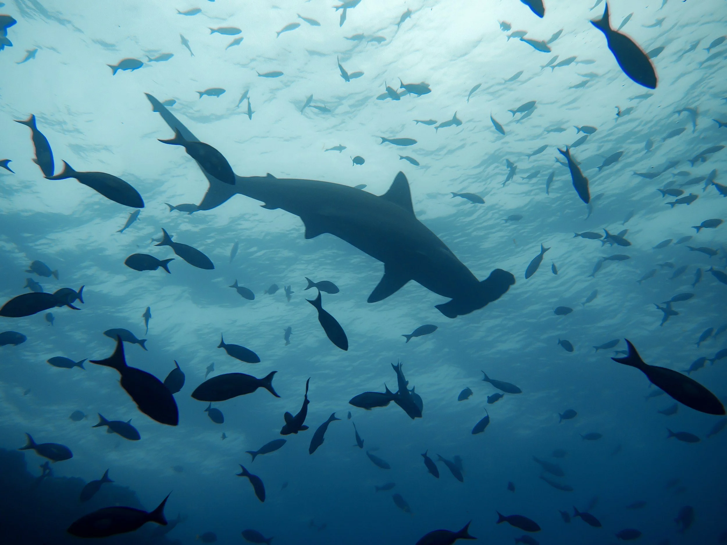 Underwater scene with a large shark swimming among smaller fish in the ocean.