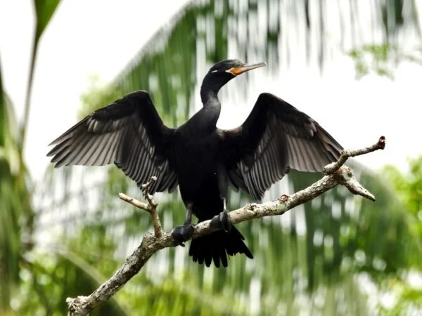 A black bird with its wings spread wide, perched on a tree branch amidst green foliage.