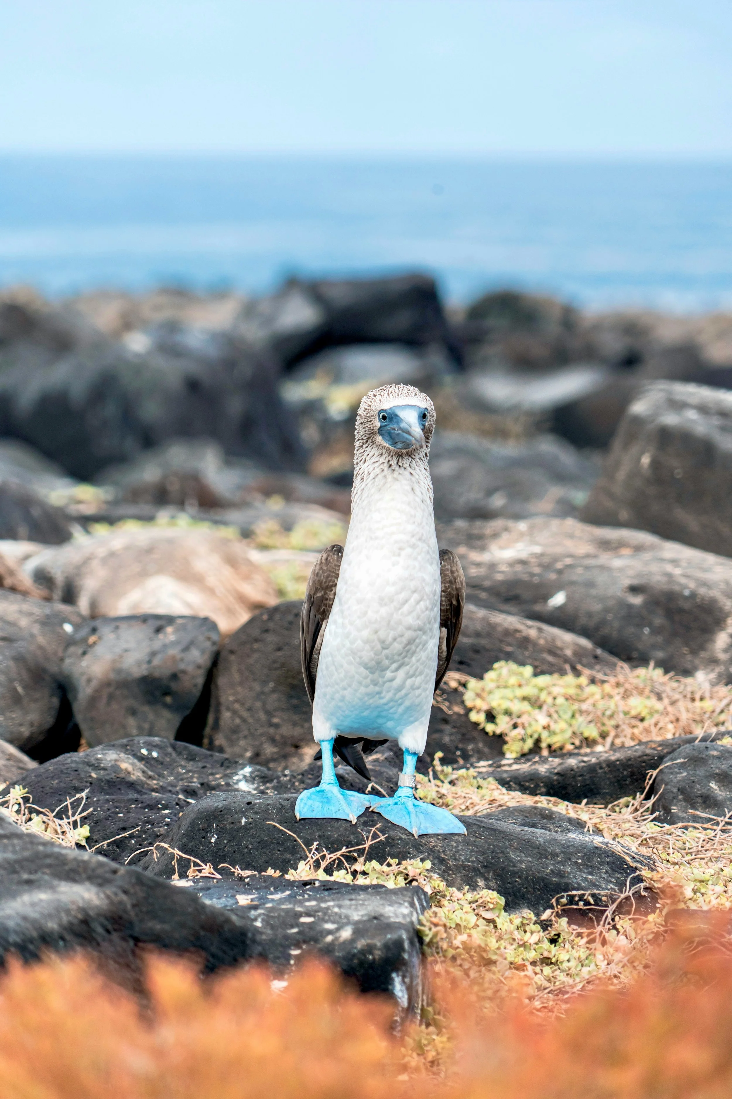 Blue-footed booby standing on rocky coastline with the ocean in the background in South Plazas Island