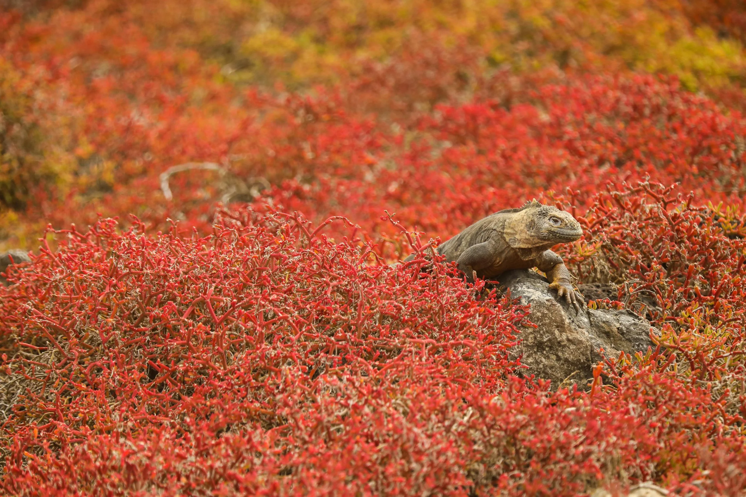 A small endemic land iguana on a rock amidst vibrant red and orange desert shrubs in South Plaza Island