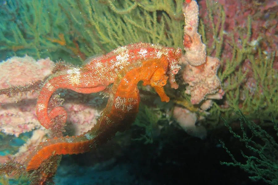 A seahorse clings to coral underwater with colorful reef in the background.