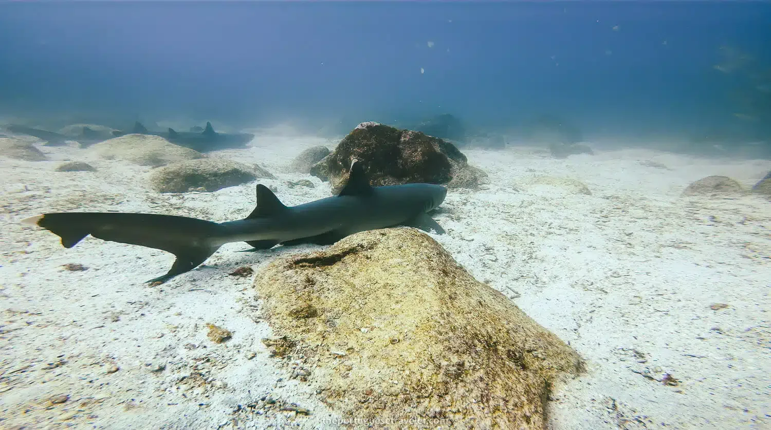 Underwater scene of a shark swimming over sandy ocean floor with rocks.