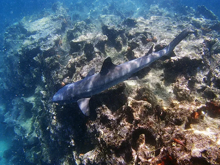 A shark swimming above coral reefs underwater.