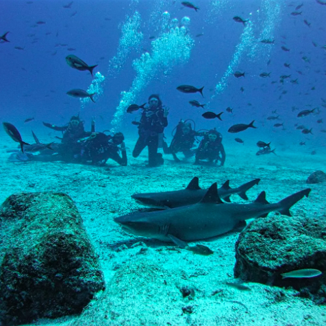 Group of scuba divers swimming underwater with sharks and various fish over a coral seabed.