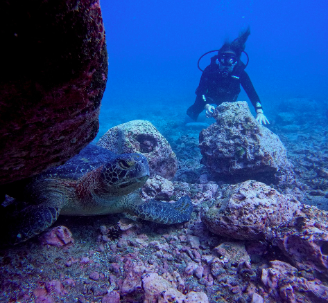Scuba diver underwater near a sea turtle and rocks on the ocean floor.