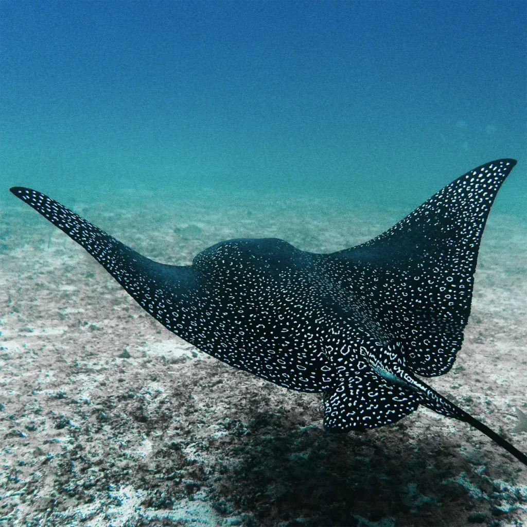 A Diving Spotted Eagle Ray swimming above the sandy ocean floor.