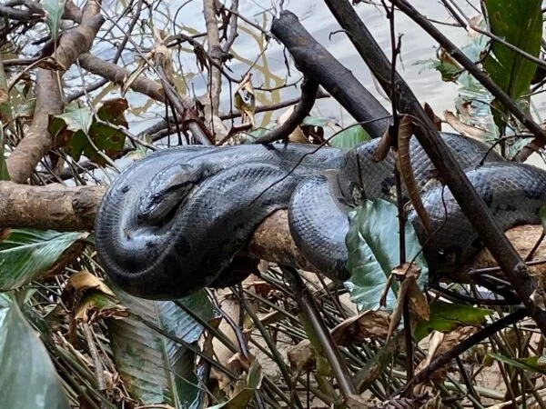 A large snake camouflaged among branches and leaves in a dense area of vegetation.