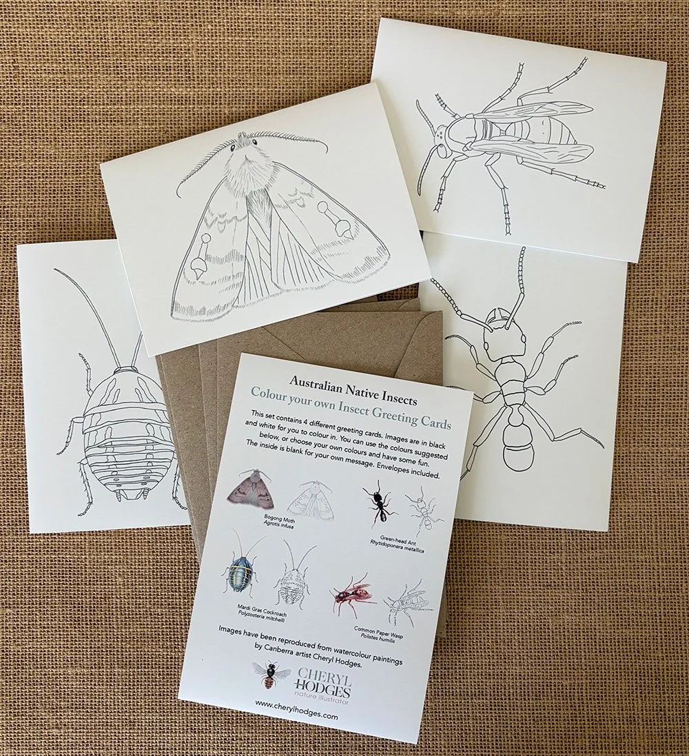 insect colour cards 2026 2.jpg
