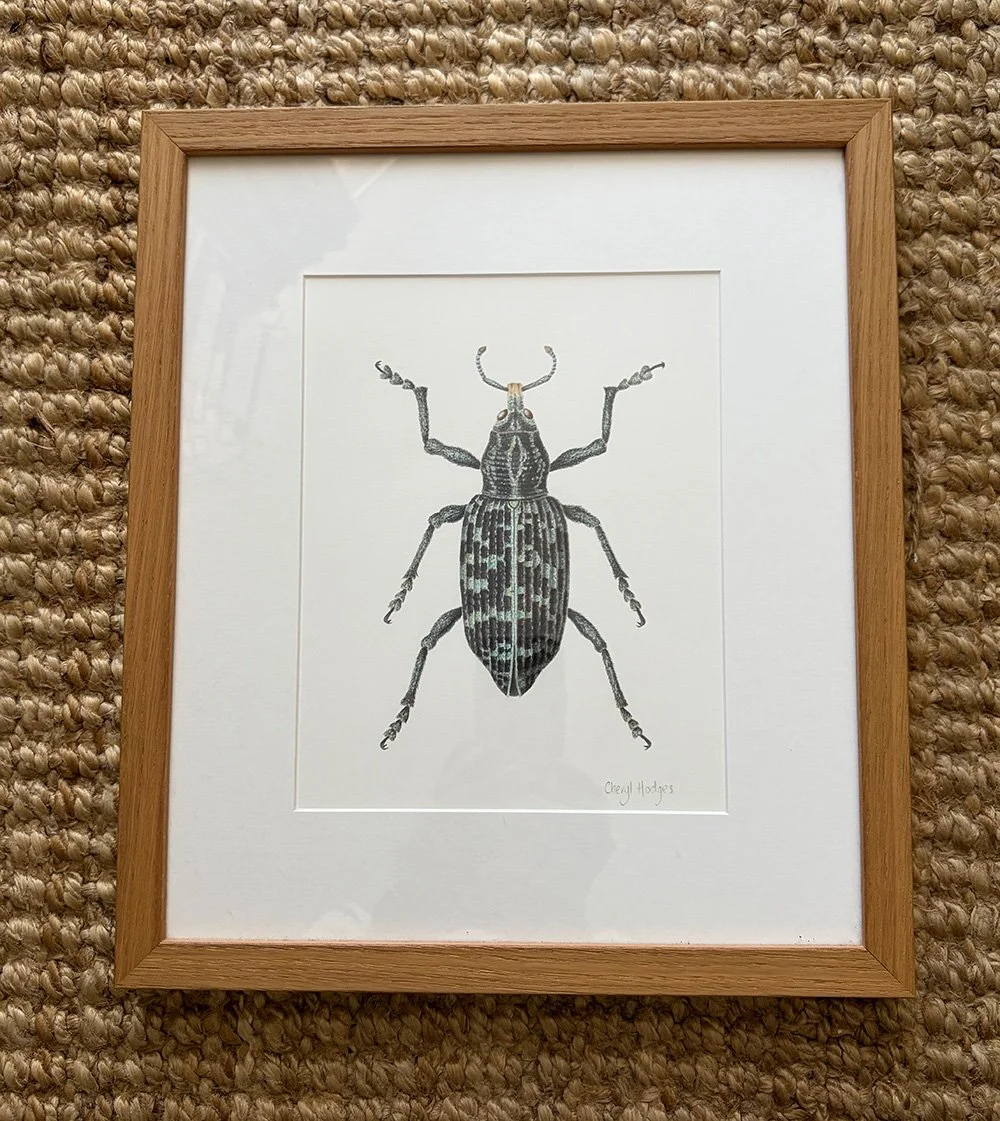 botany bay weevil 3.jpg