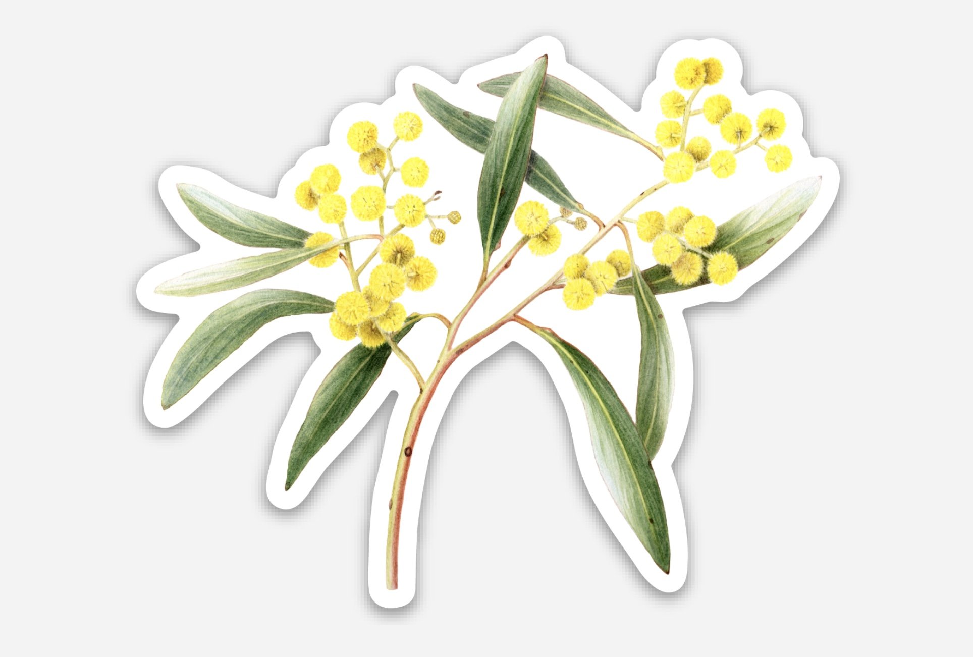 wattle sticker image.jpg