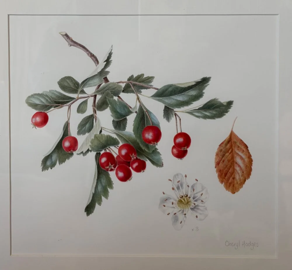 mexican-hawthorn-2.jpg