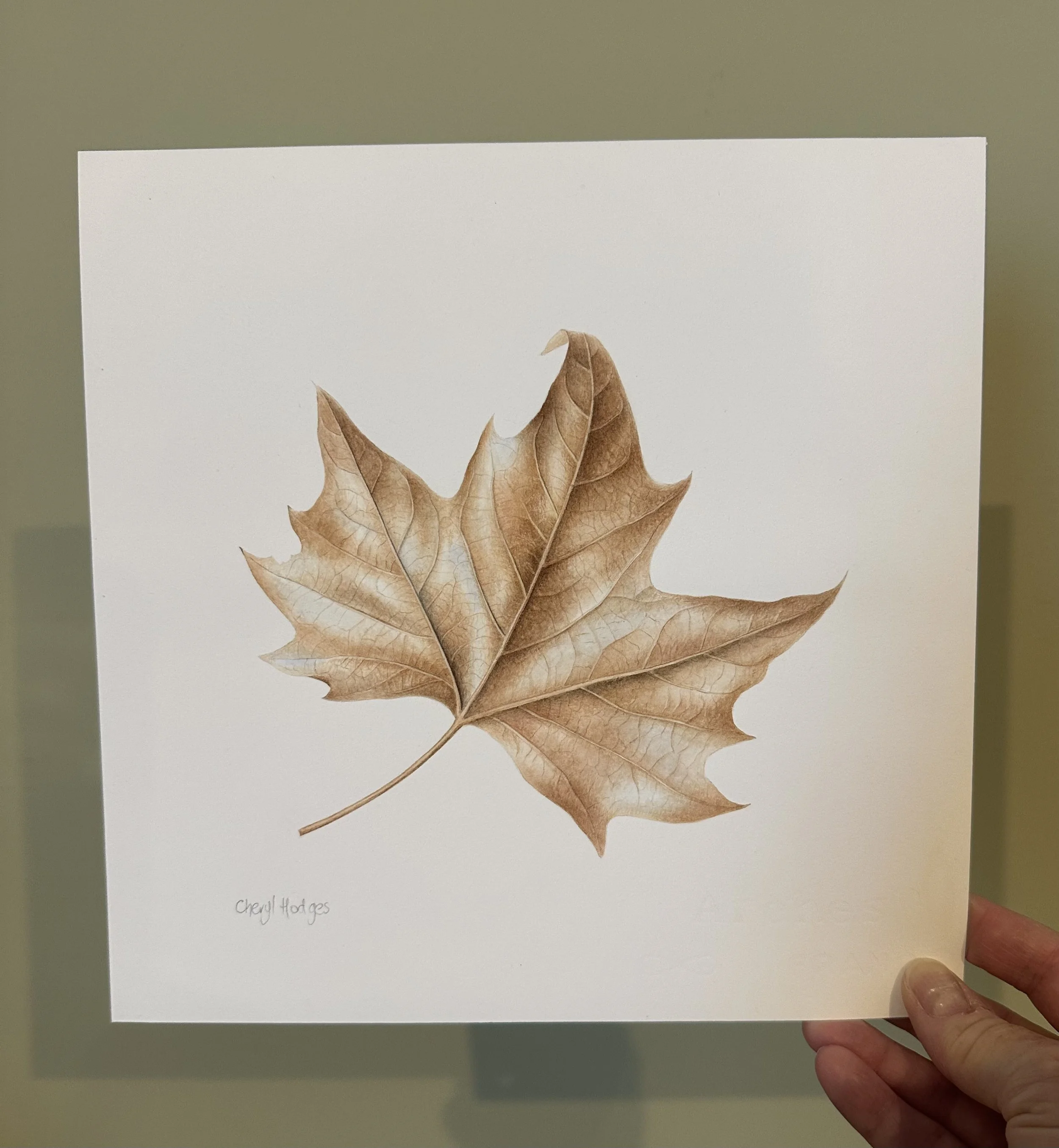 london_plane_tree 3.jpeg