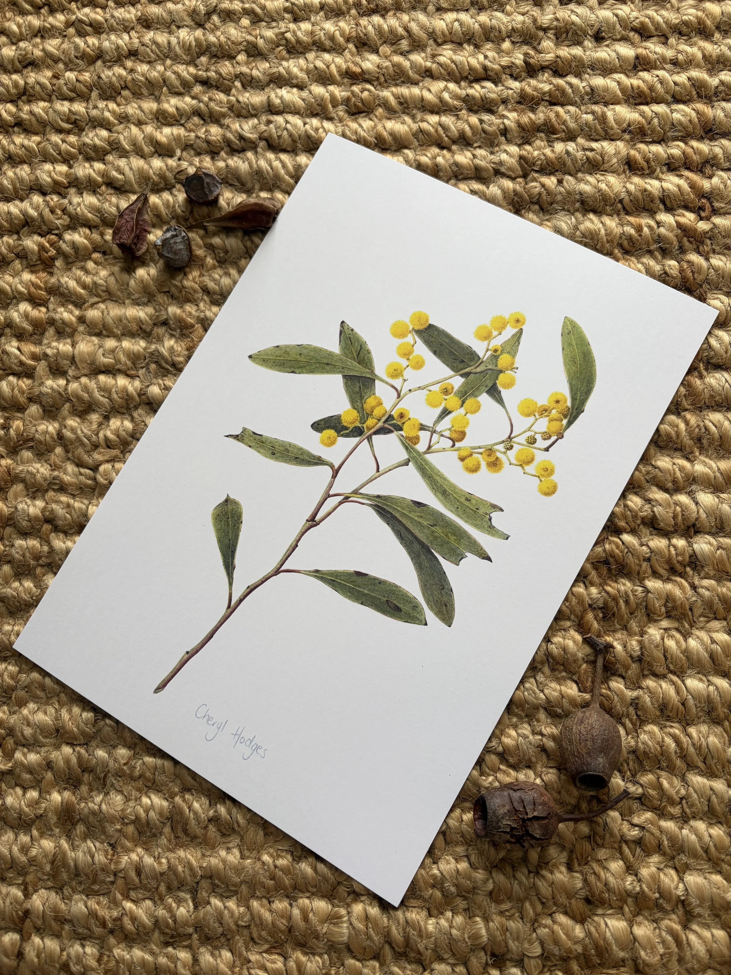 Australian Golden Wattle print, Acacia pycnantha, Australian wattle wall art