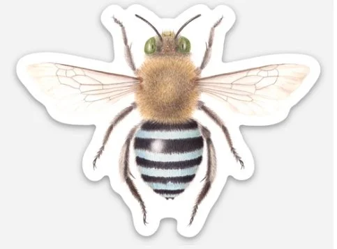 amegilla asserta sticker etsy.jpg