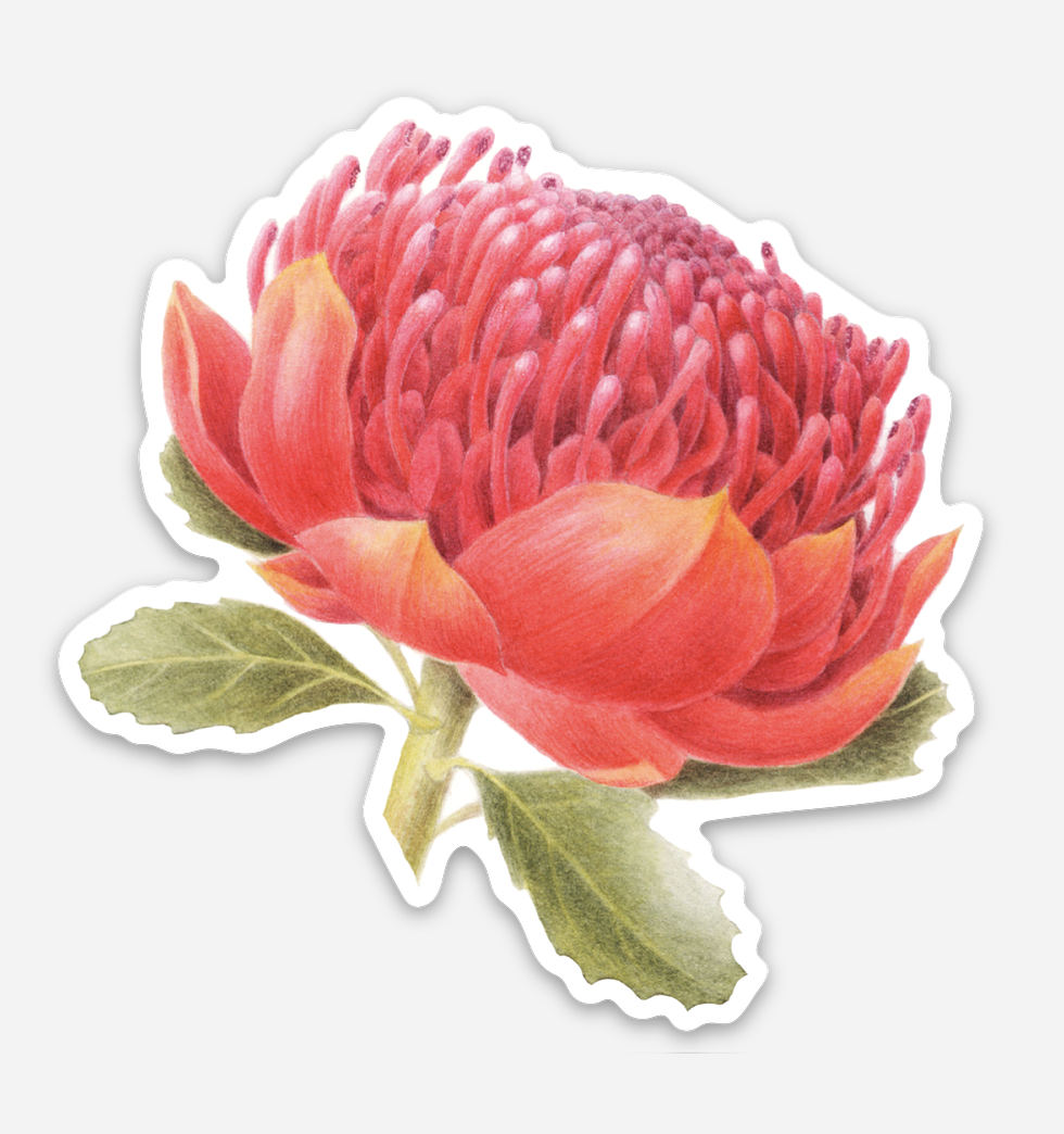 waratah sticker 3.png