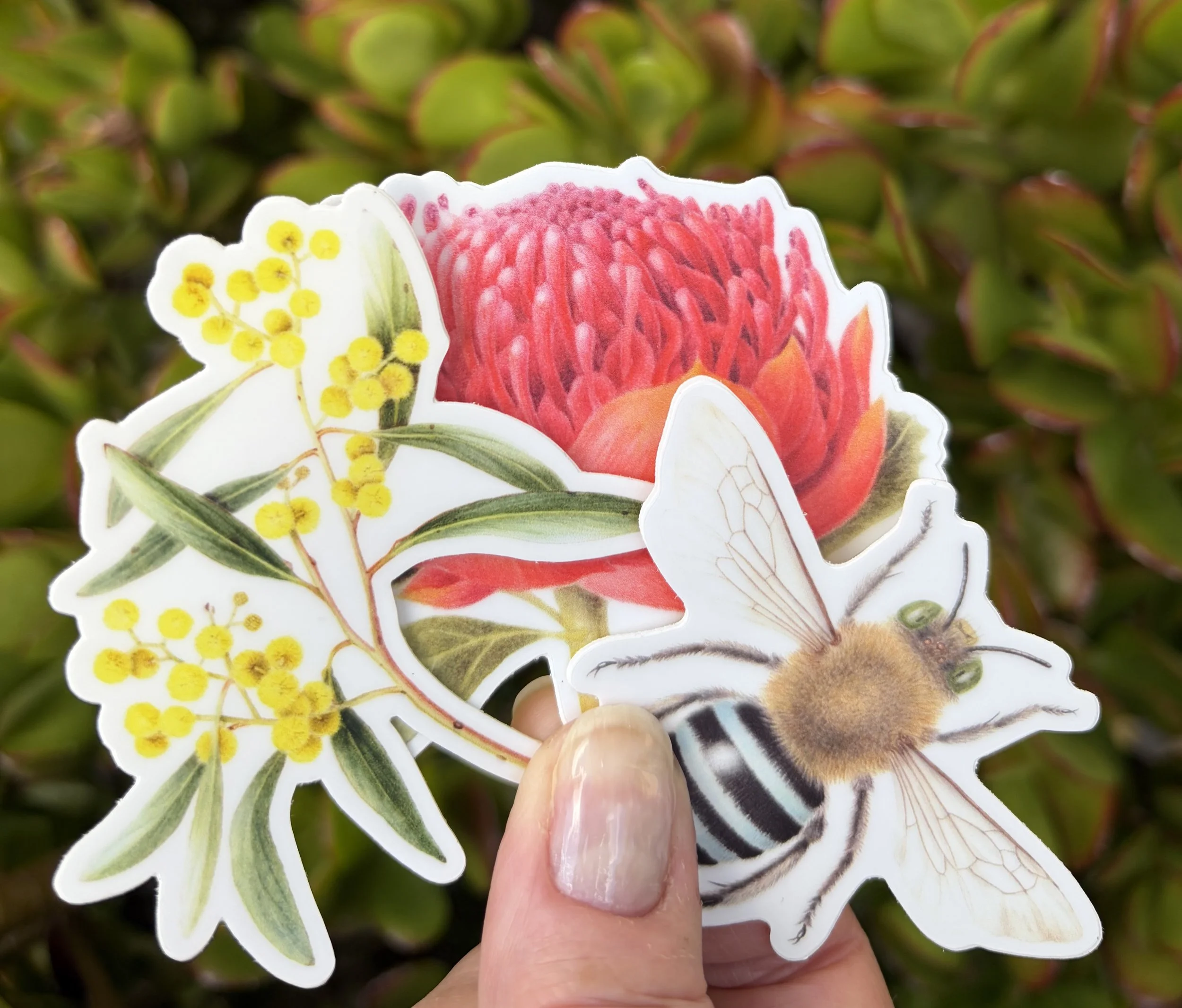 Stickers set of 3, Waratah, Golden Wattle, Blue Banded Bee Australian native plants and insects