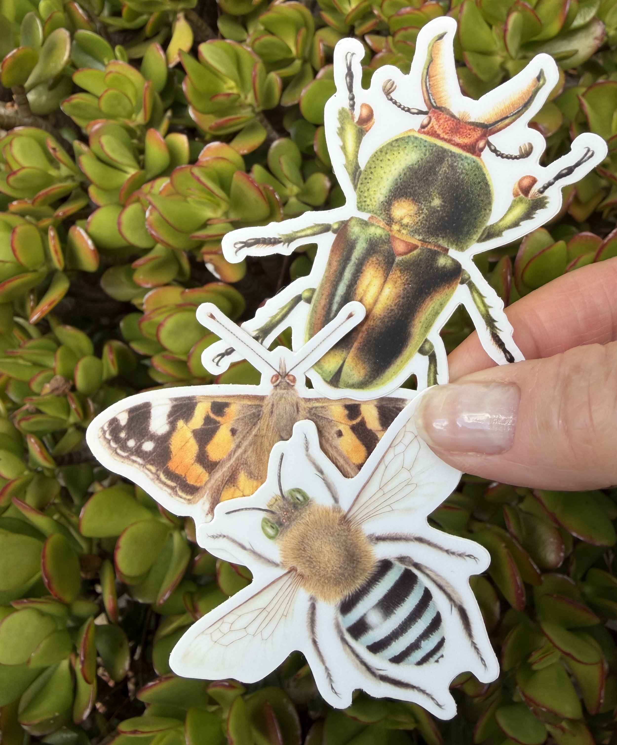 Stickers set of 3, Blue Banded Bee, Golden Green Stag Beetle, Painted Lady Butterfly