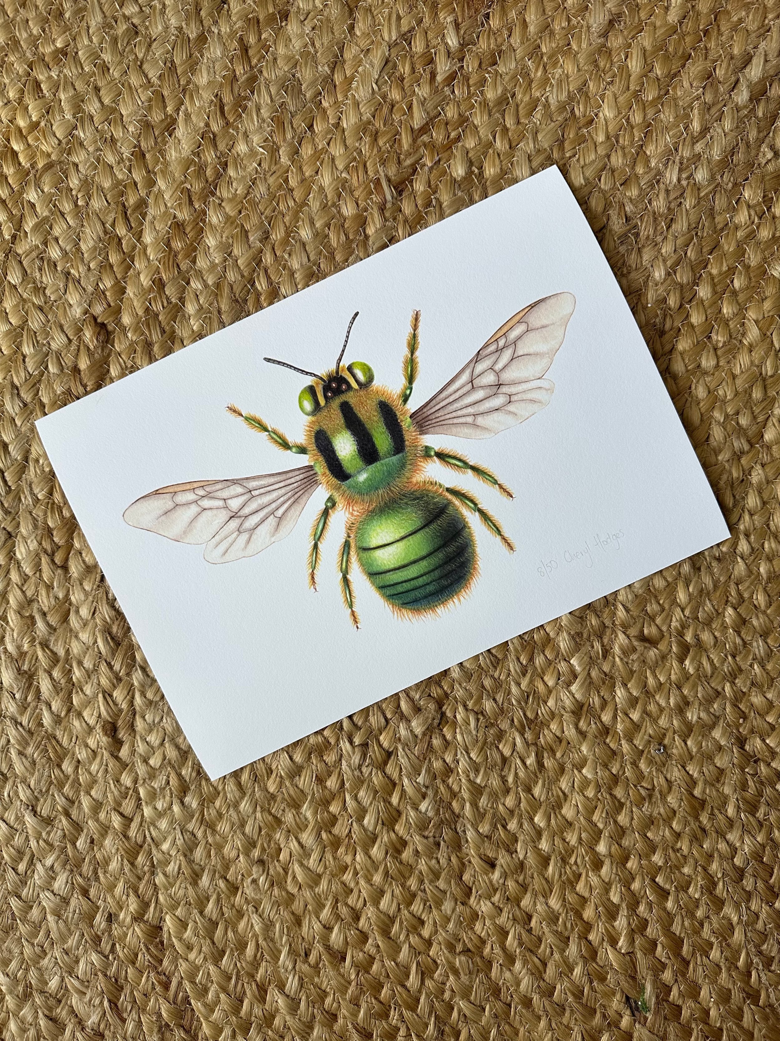 Australian native Metallic Green Carpenter Bee - Xylocopa aeratus - limited edition print A4 size