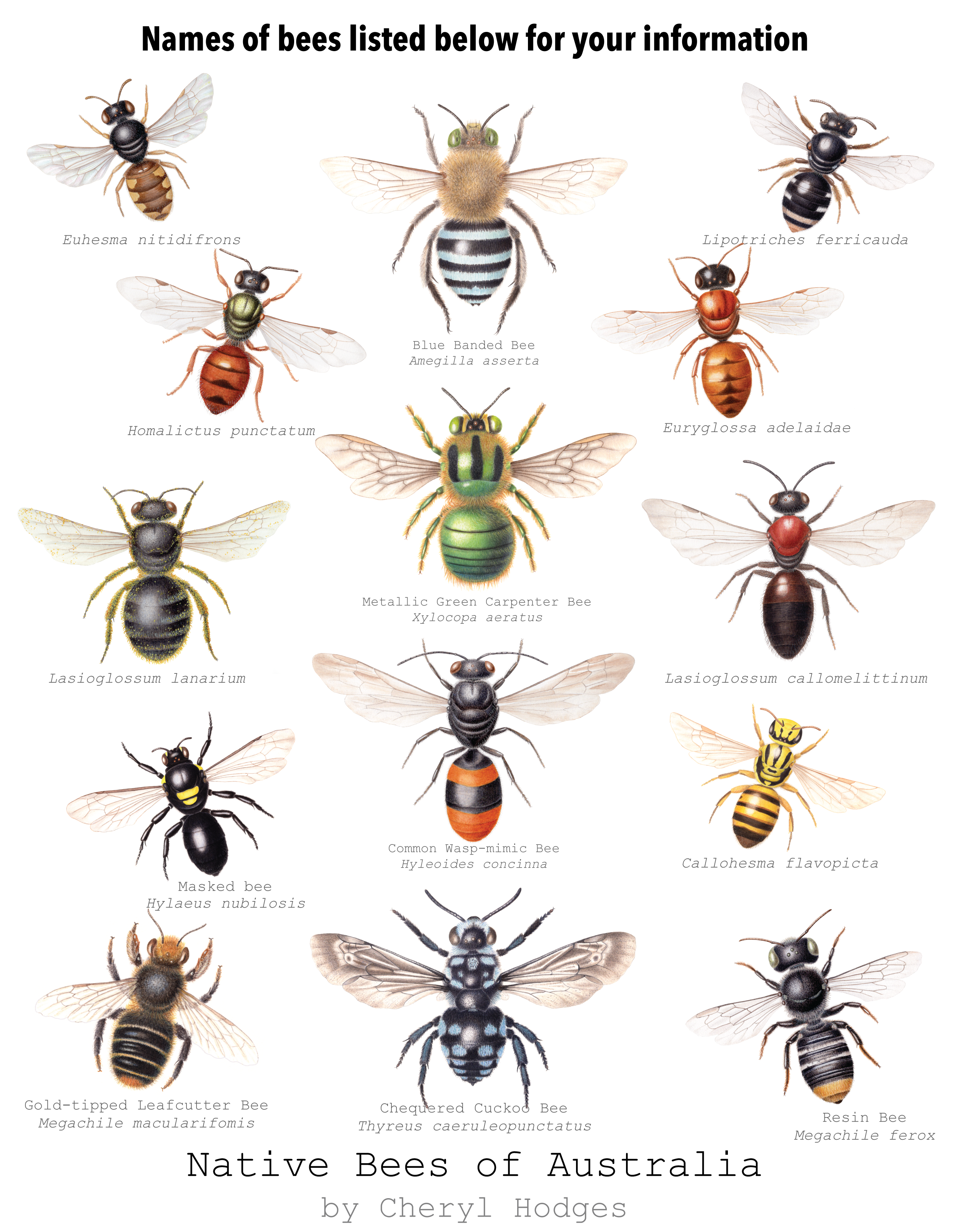 native+bee+tote+tea+towel+species+pic+2024_labels+for+totes+and+teas+wsite_labels+for+totes+and+teas+wsite.png