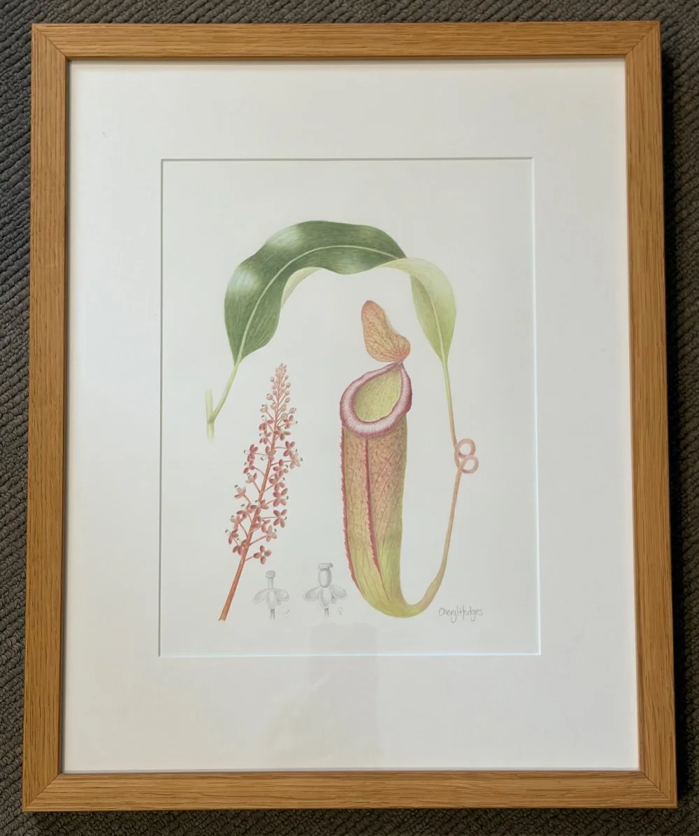 pitcher-plant-1.jpg