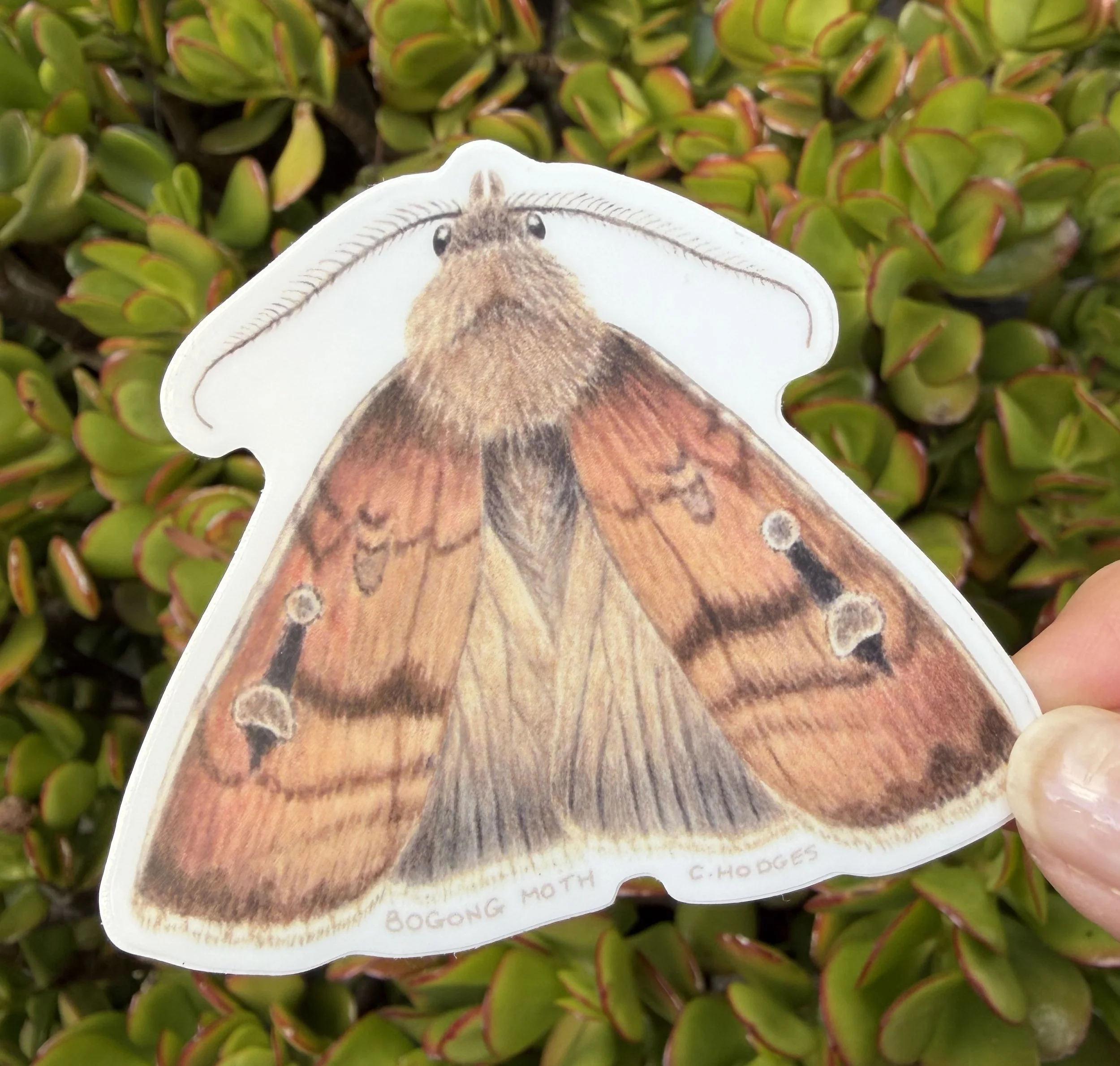 Bogong Moth - Agrotis infusa sticker, Australian native insect sticker