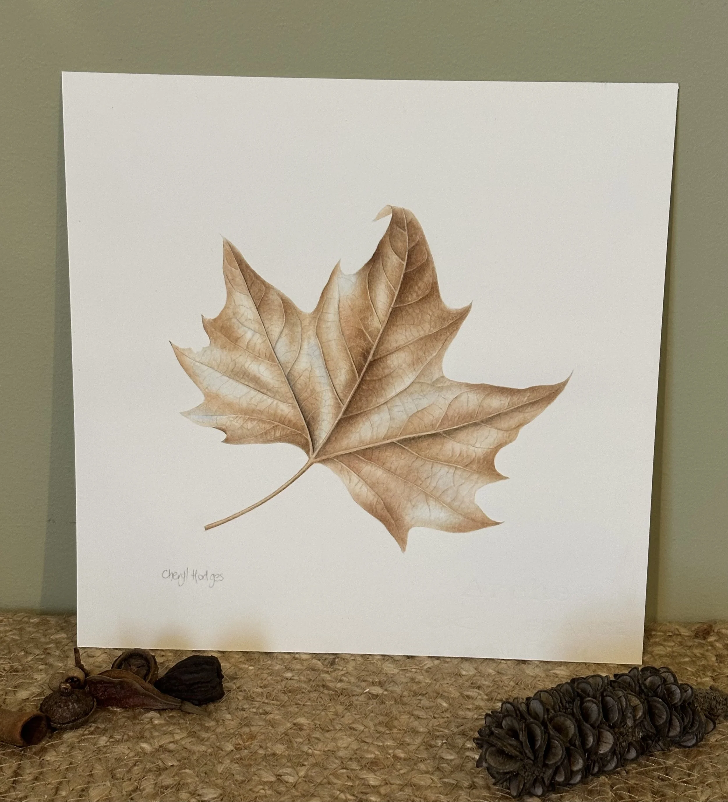 london_plane_tree 2.jpeg