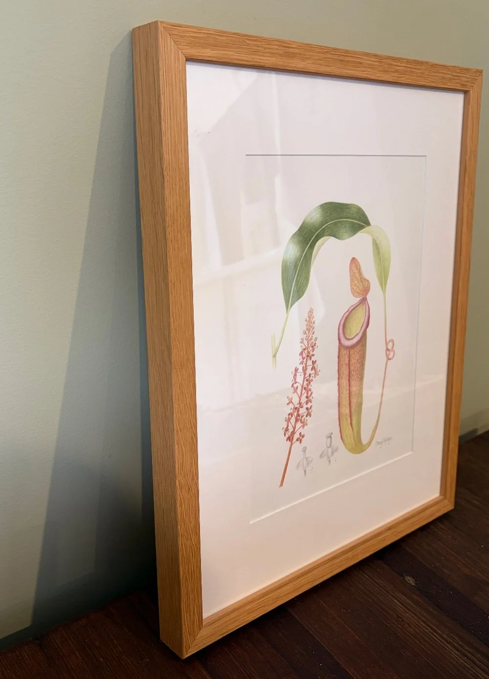 pitcher-plant-2.jpg