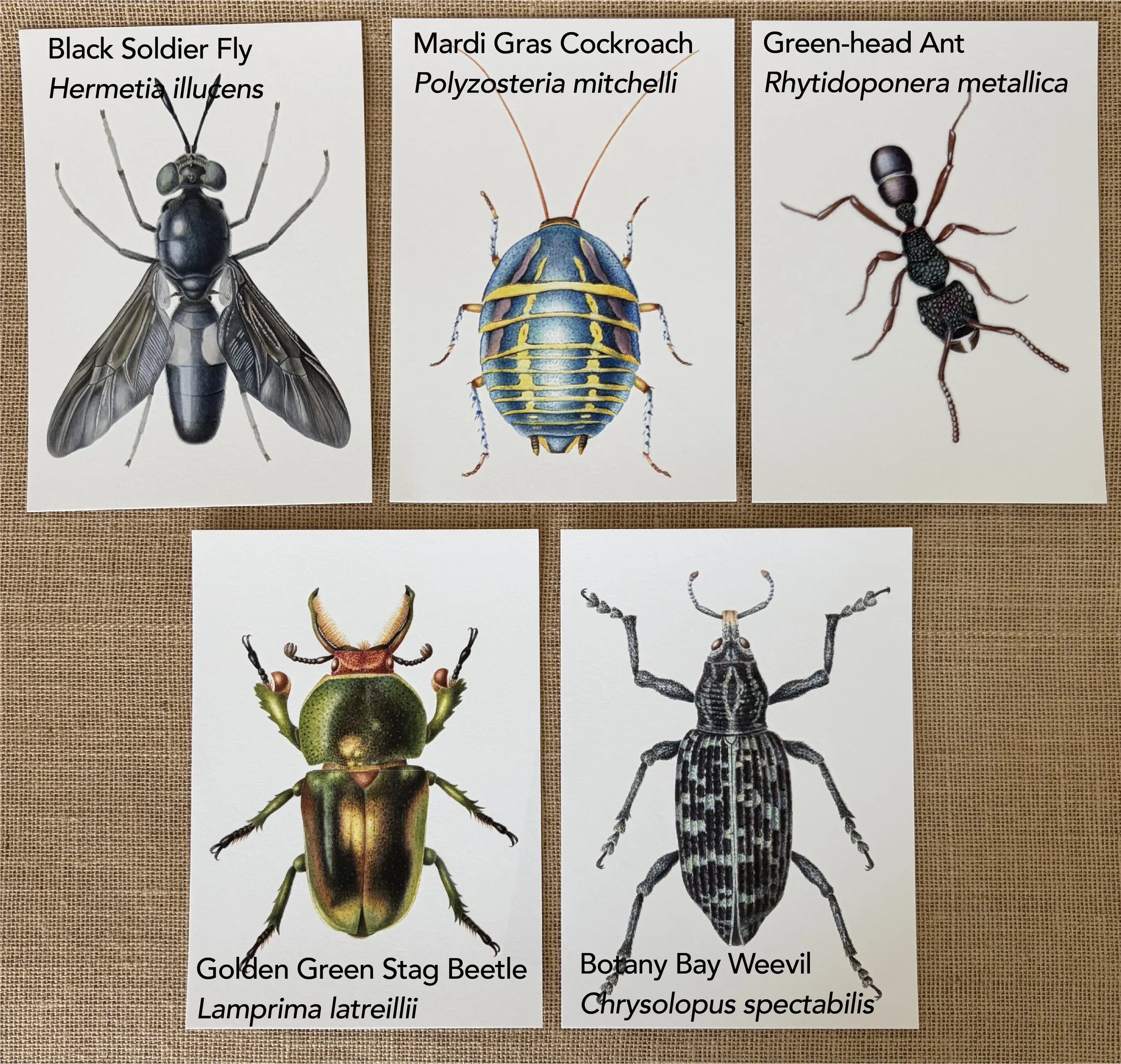 insect a5 prints labelled-22.jpg