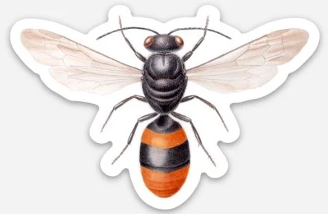 hyleoides concinna sticker etsy.jpg