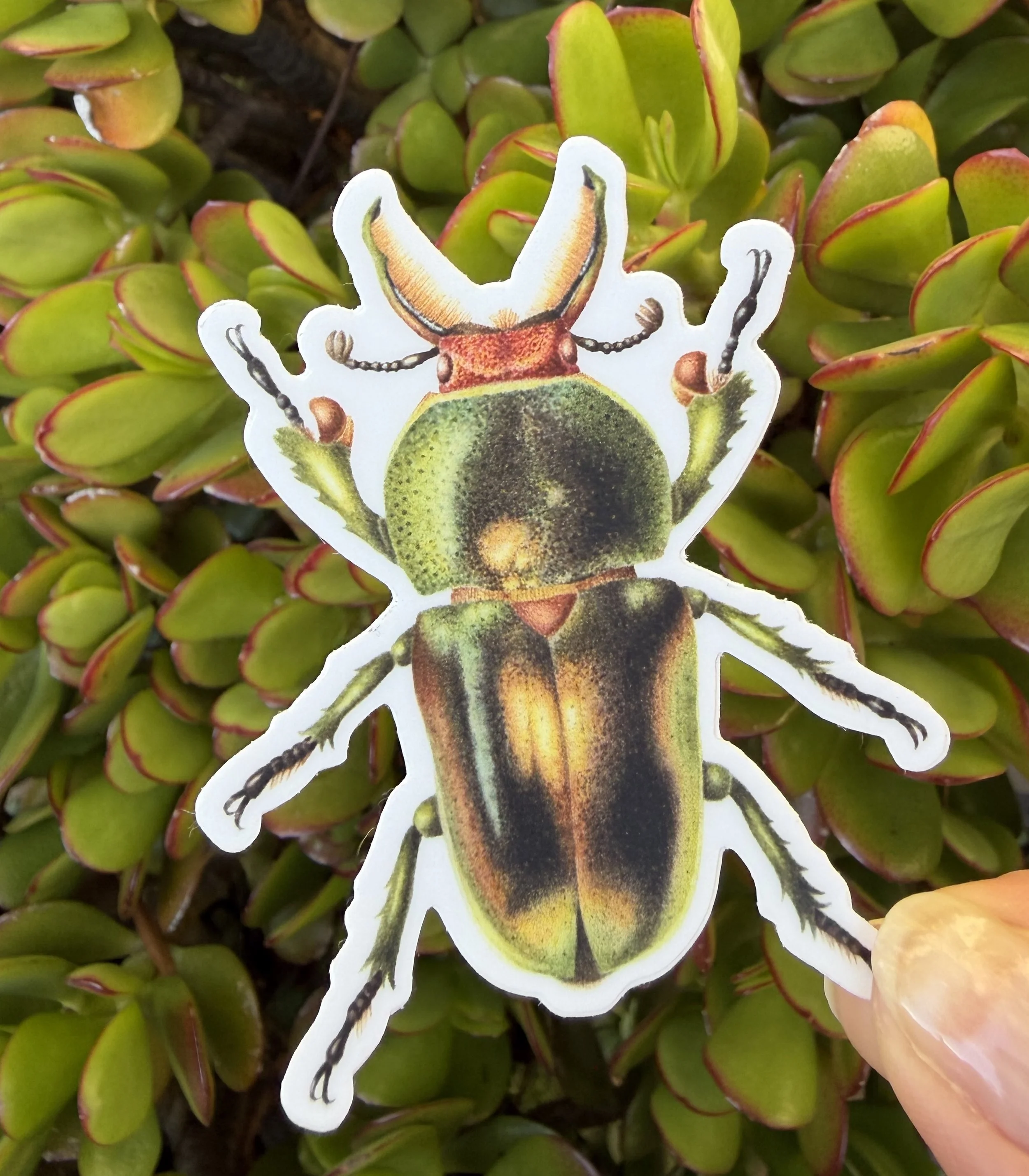 Golden Green stag beetle sticker, Australian native insect sticker