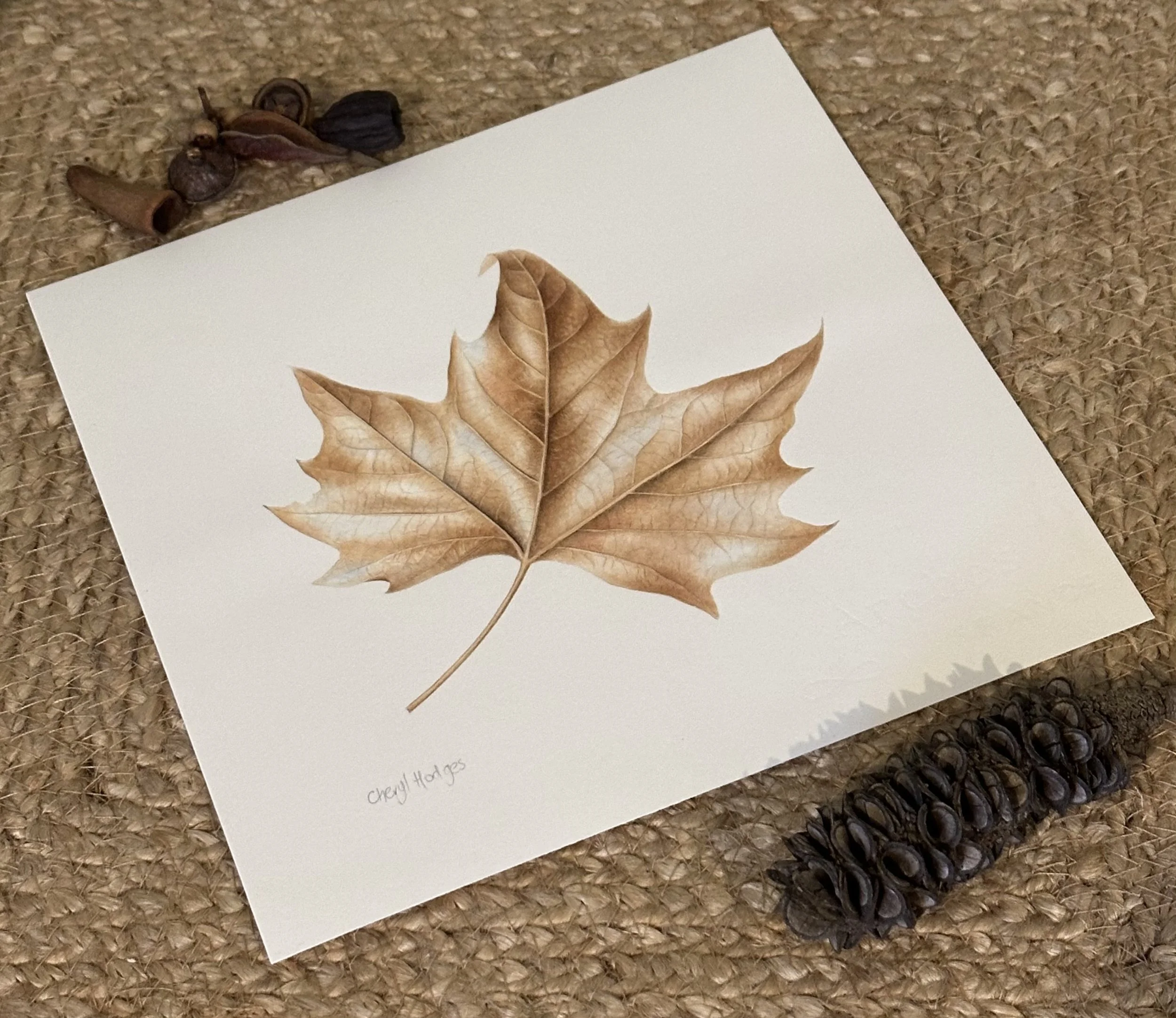 london_plane_tree 1.jpeg